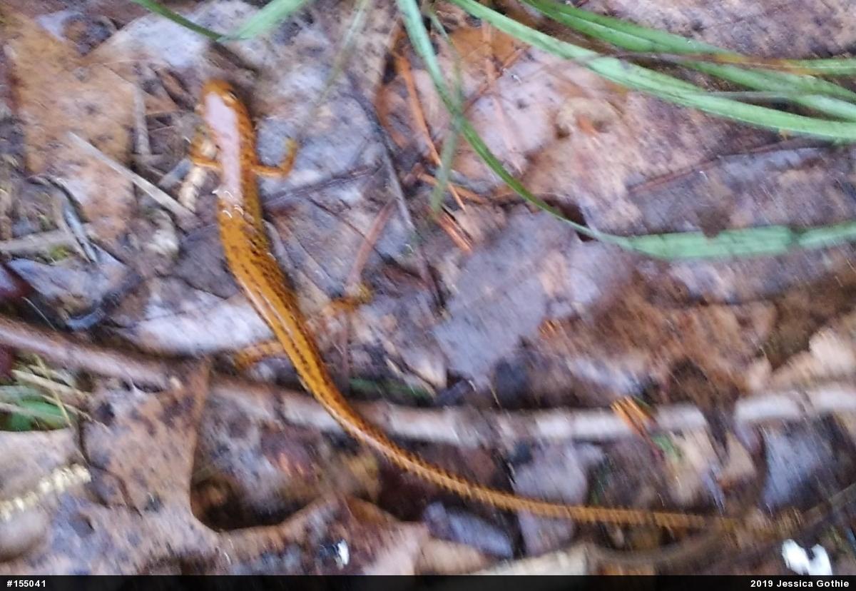 Eastern Long-tailed Salamander