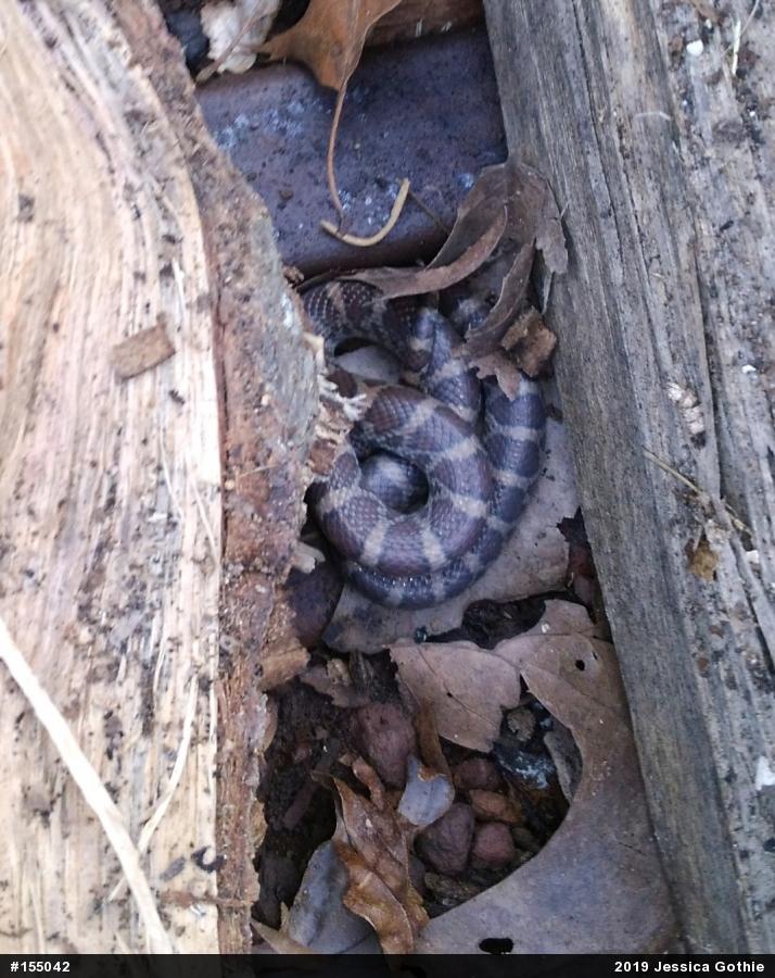 Eastern Milksnake
