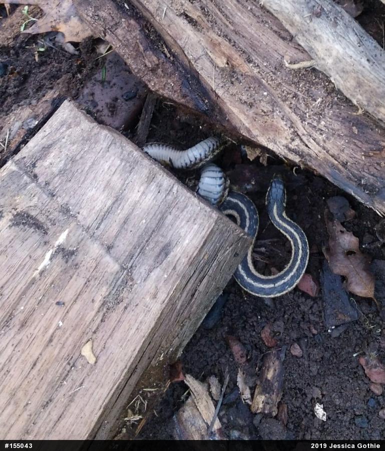 Eastern Gartersnake