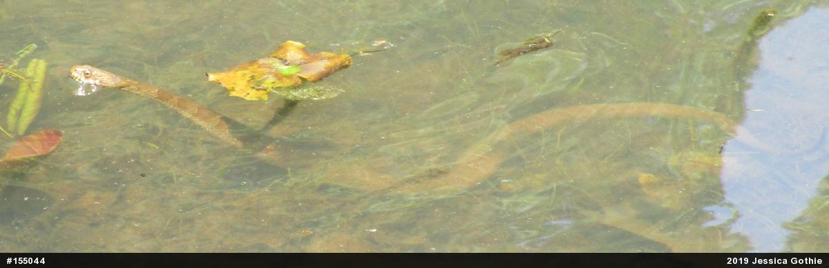 Northern Watersnake