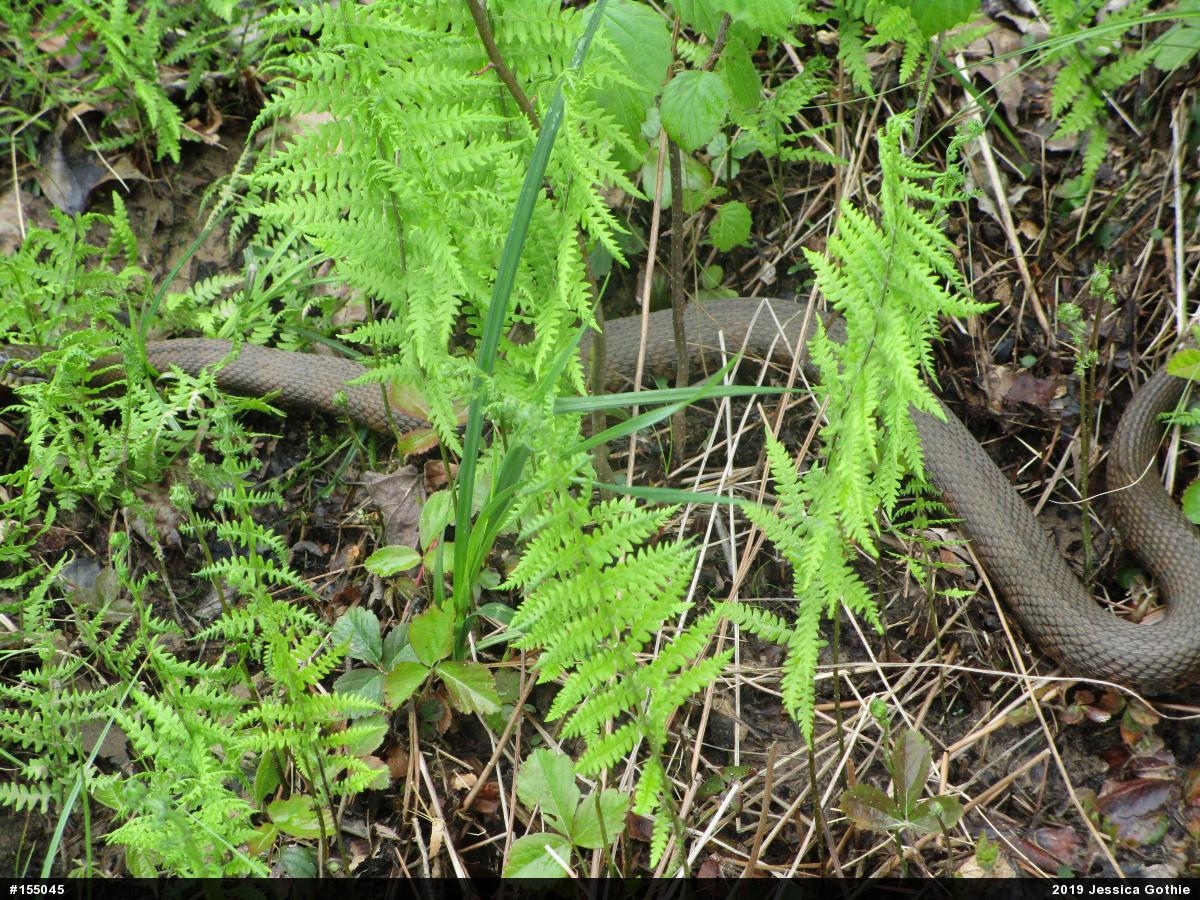 Northern Watersnake