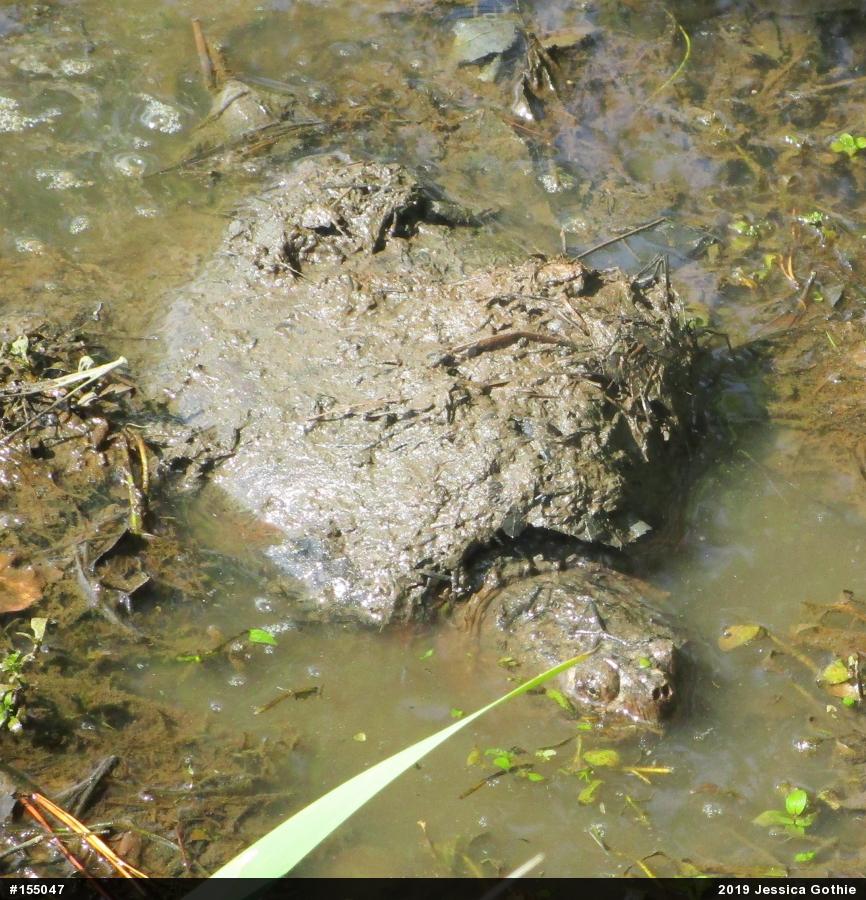 Snapping Turtle