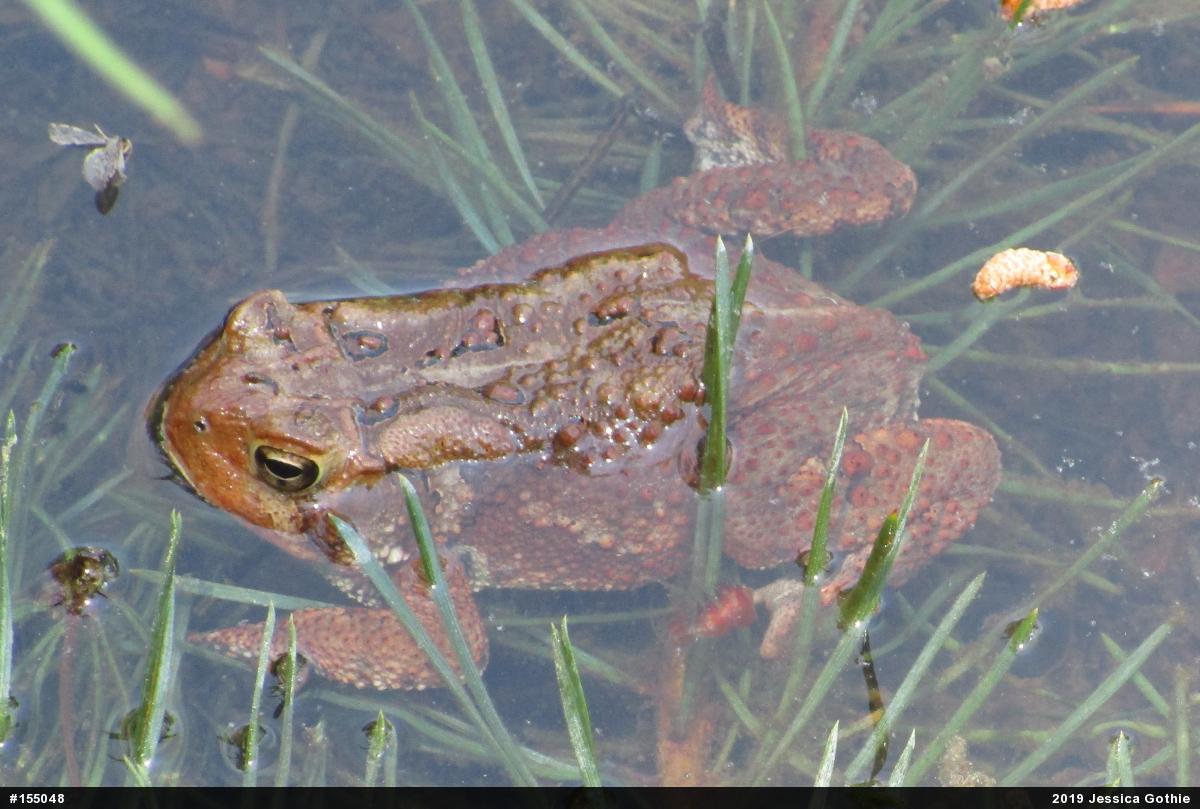 Eastern American Toad