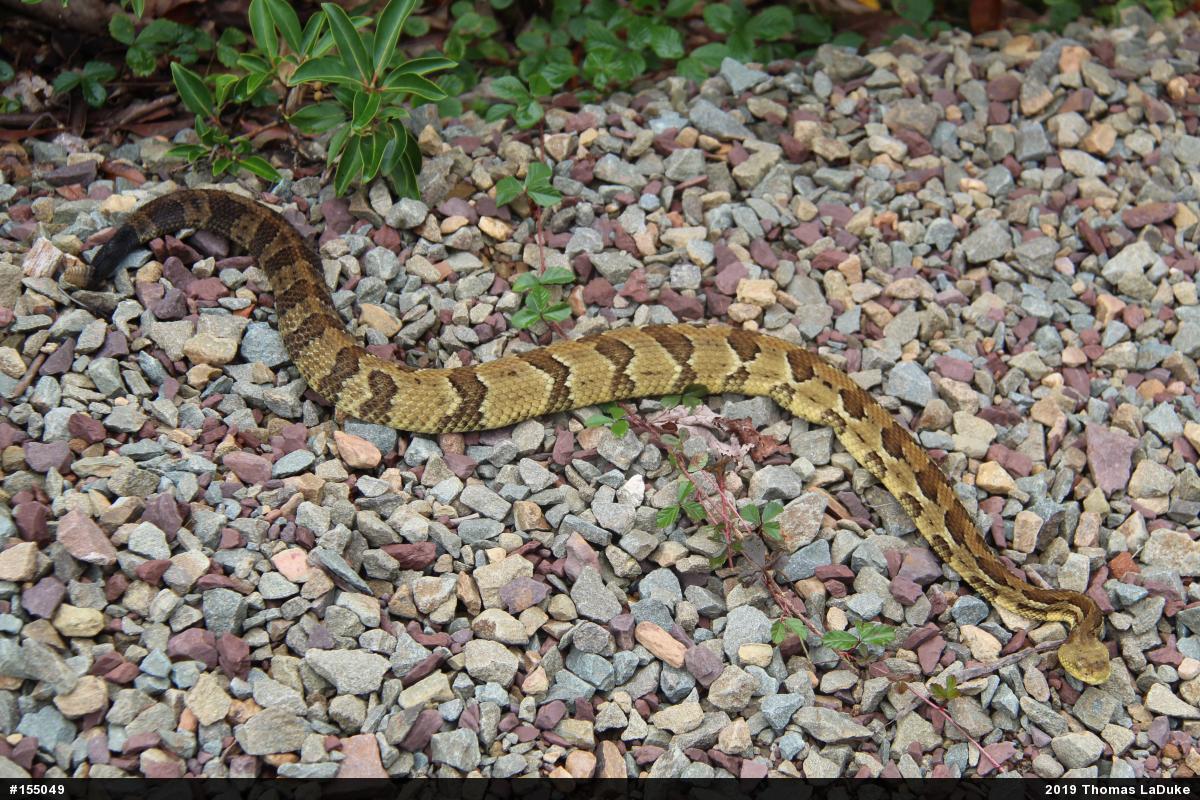 Timber Rattlesnake