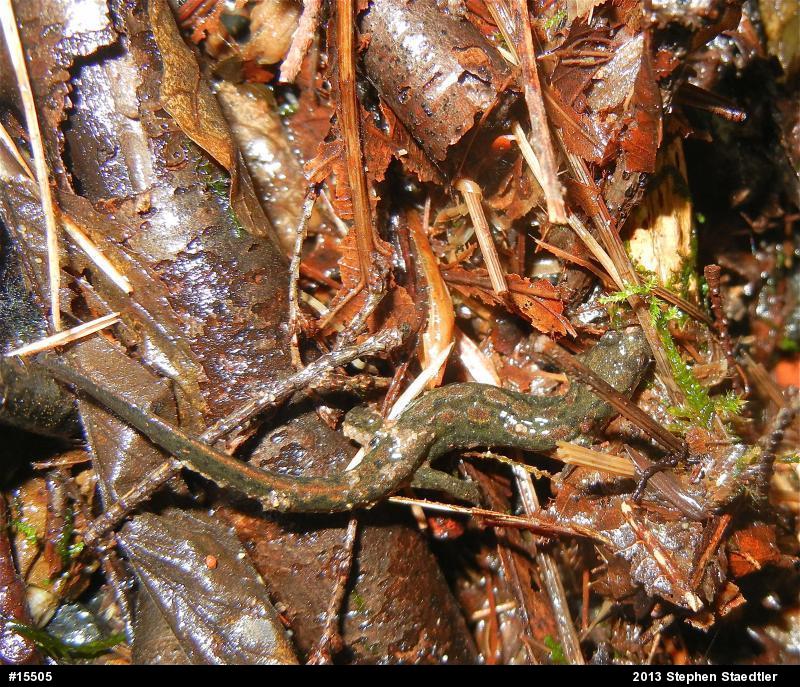 Northern Dusky Salamander