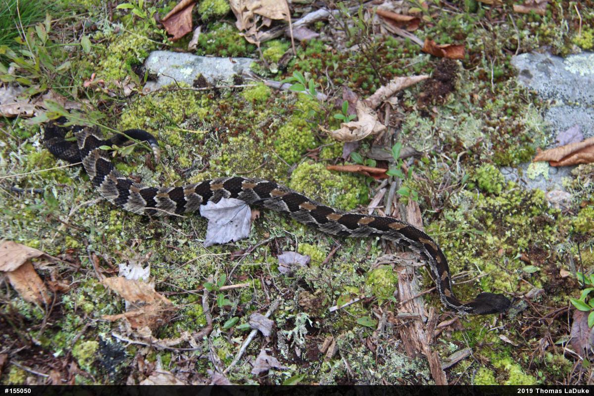 Timber Rattlesnake