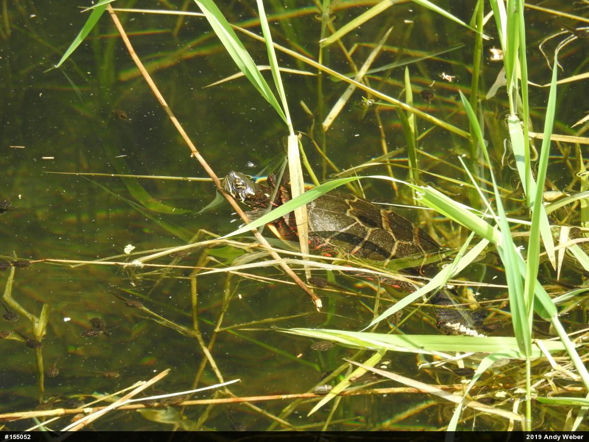 Painted Turtle