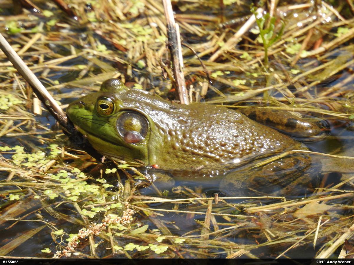 American Bullfrog