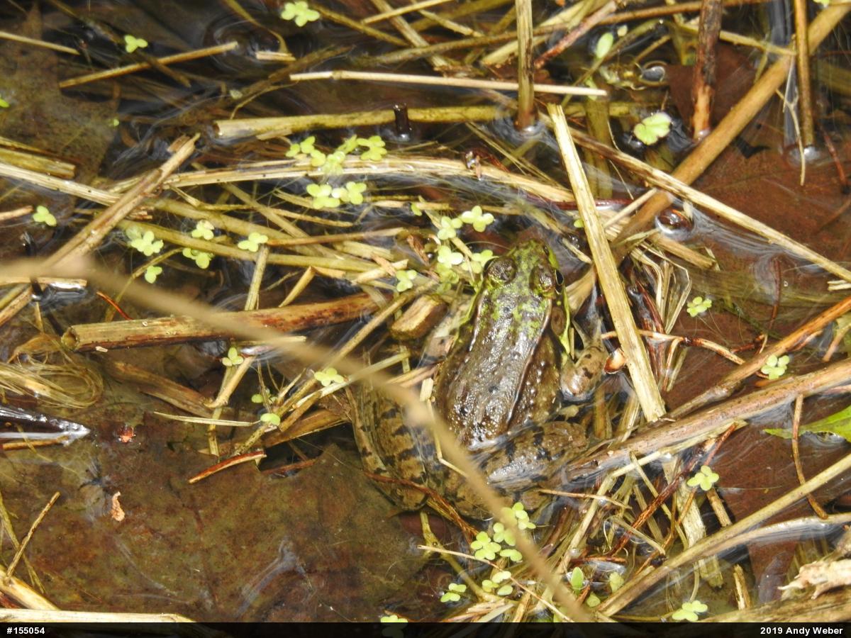 Green Frog