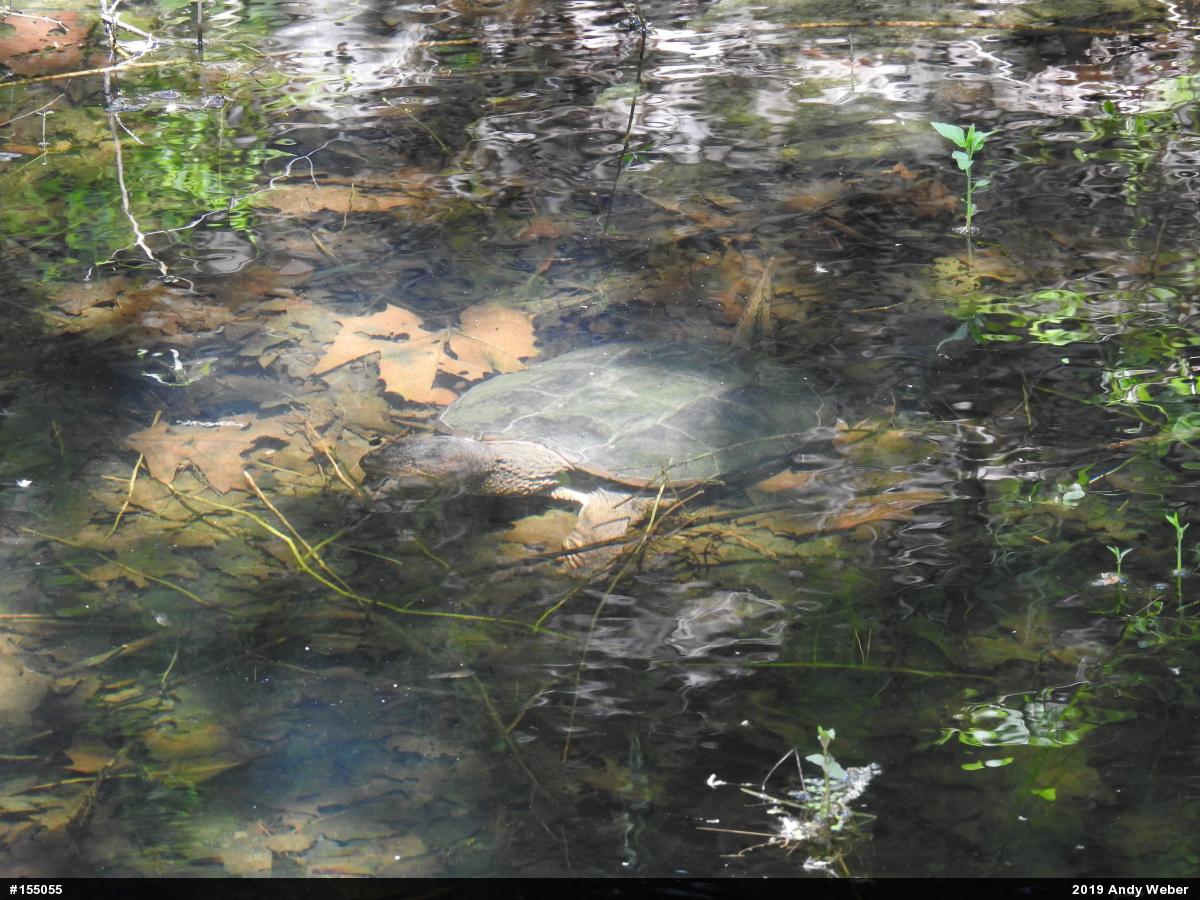 Snapping Turtle