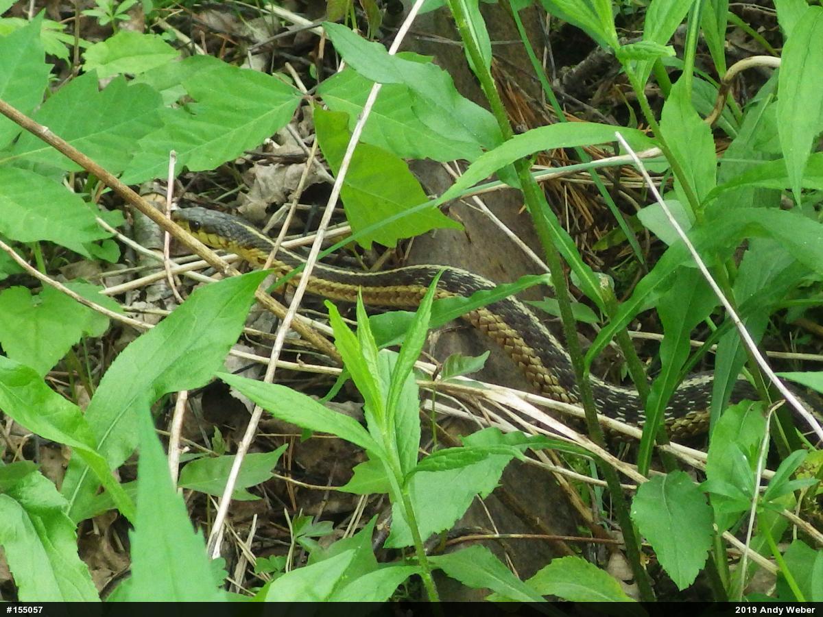 Eastern Gartersnake
