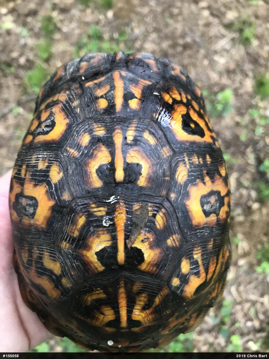 Eastern Box Turtle