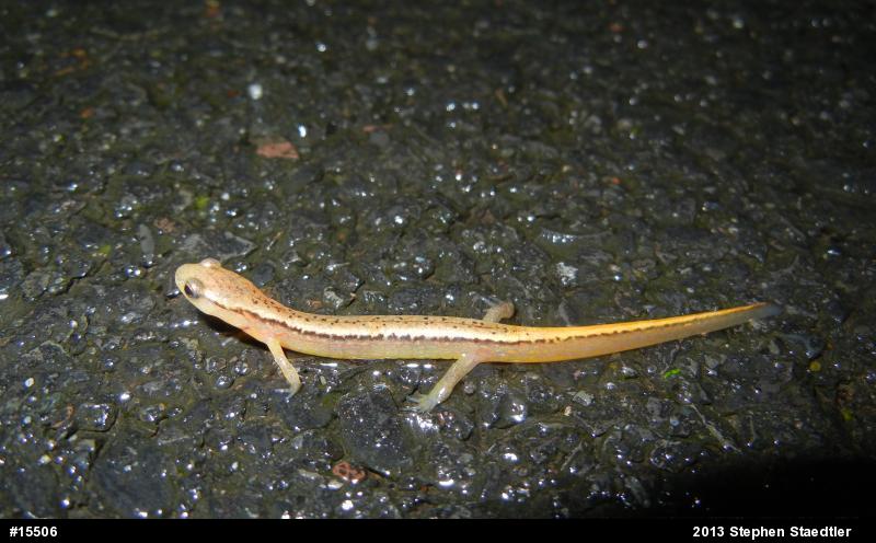 Northern Two-lined Salamander
