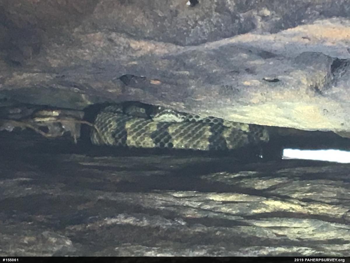 Timber Rattlesnake