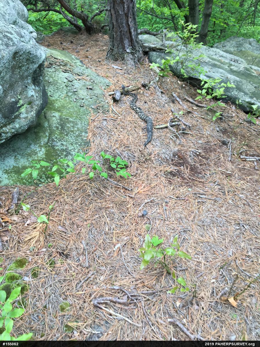Timber Rattlesnake