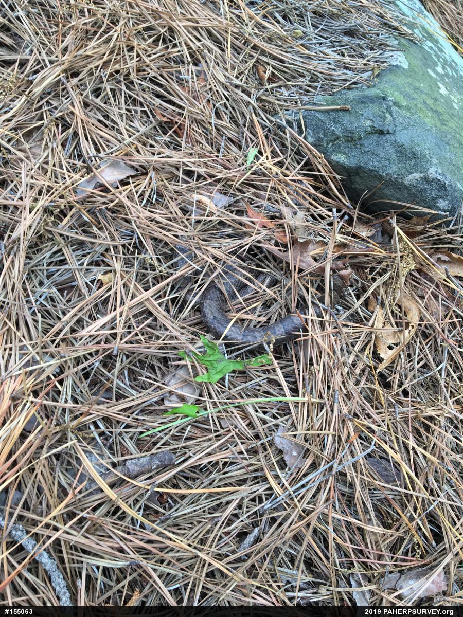 Eastern Milksnake