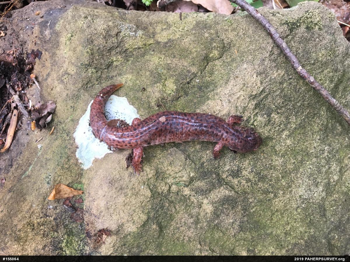 Northern Red Salamander