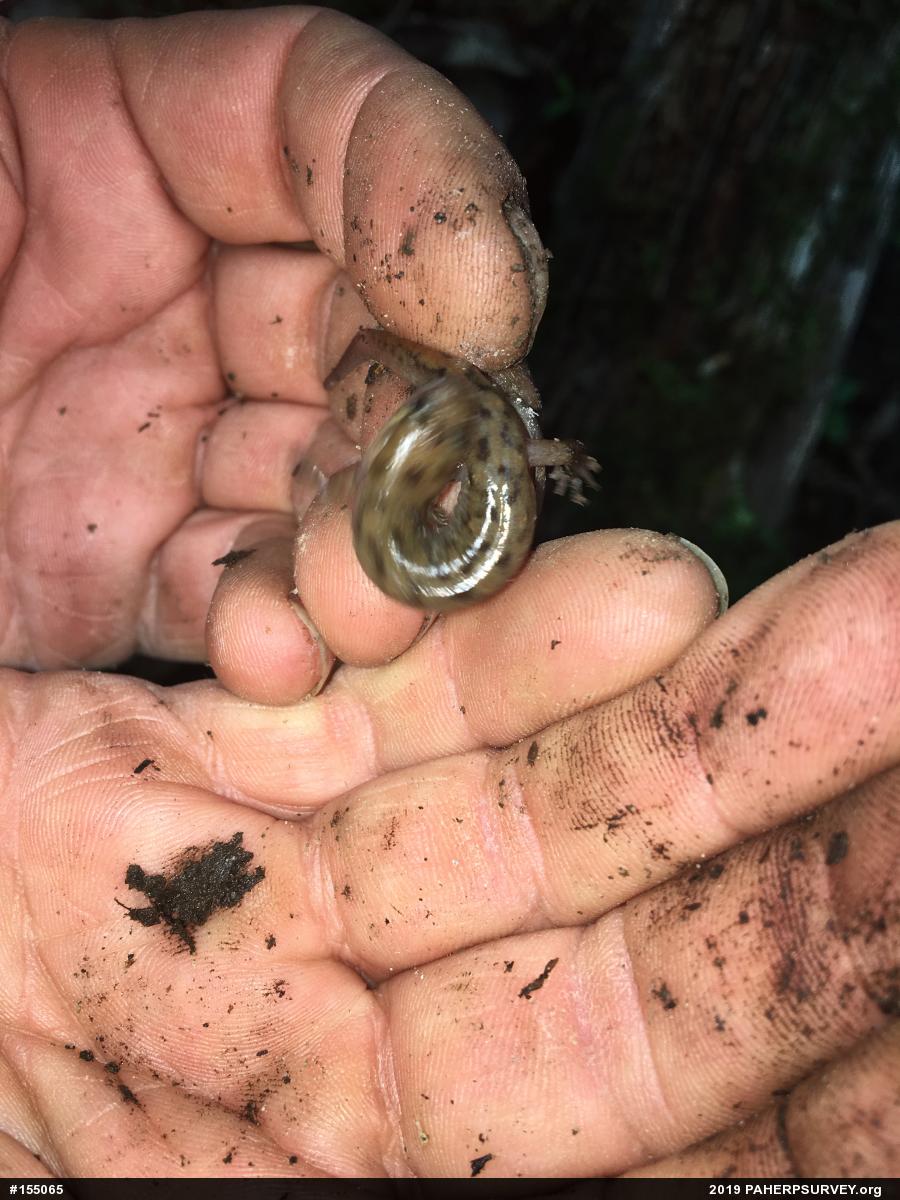 Seal Salamander