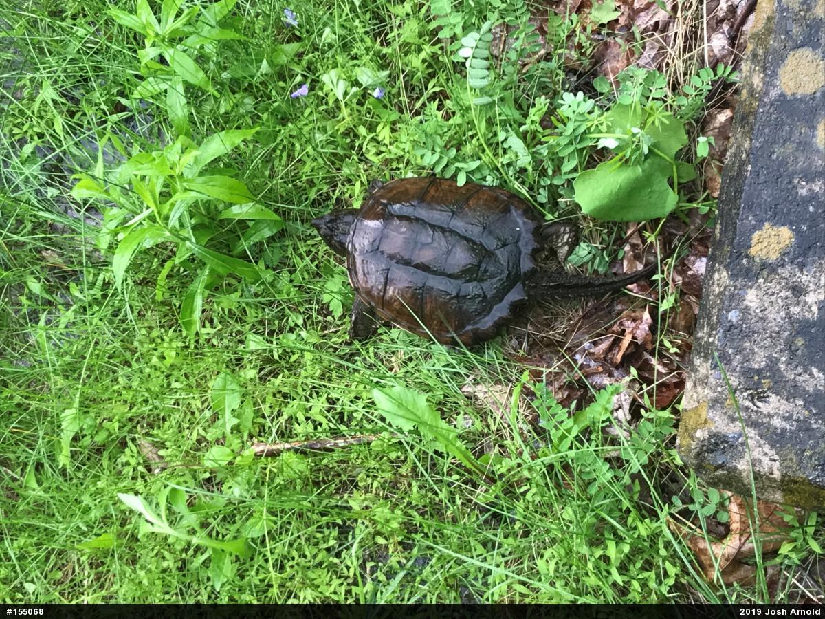 Snapping Turtle