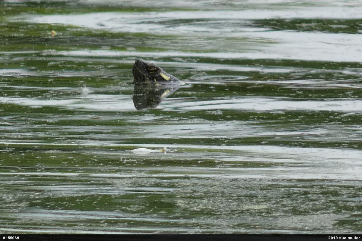 Painted Turtle