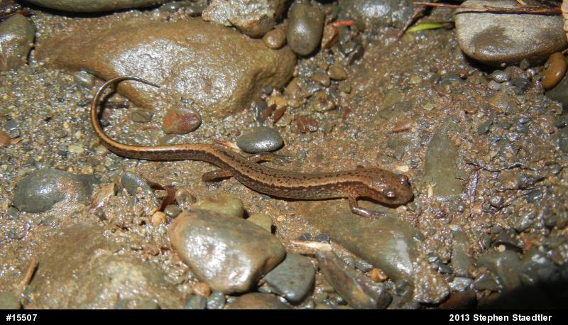 Northern Two-lined Salamander