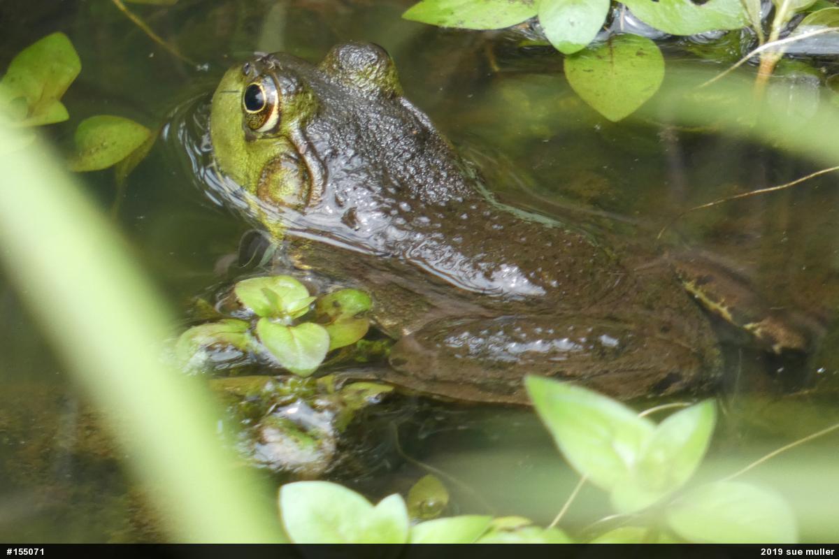 American Bullfrog