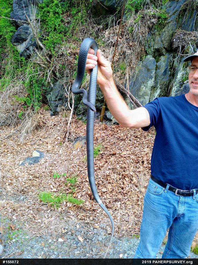 Northern Black Racer