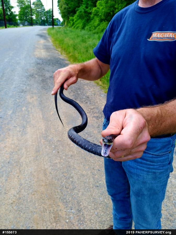 Eastern Ratsnake