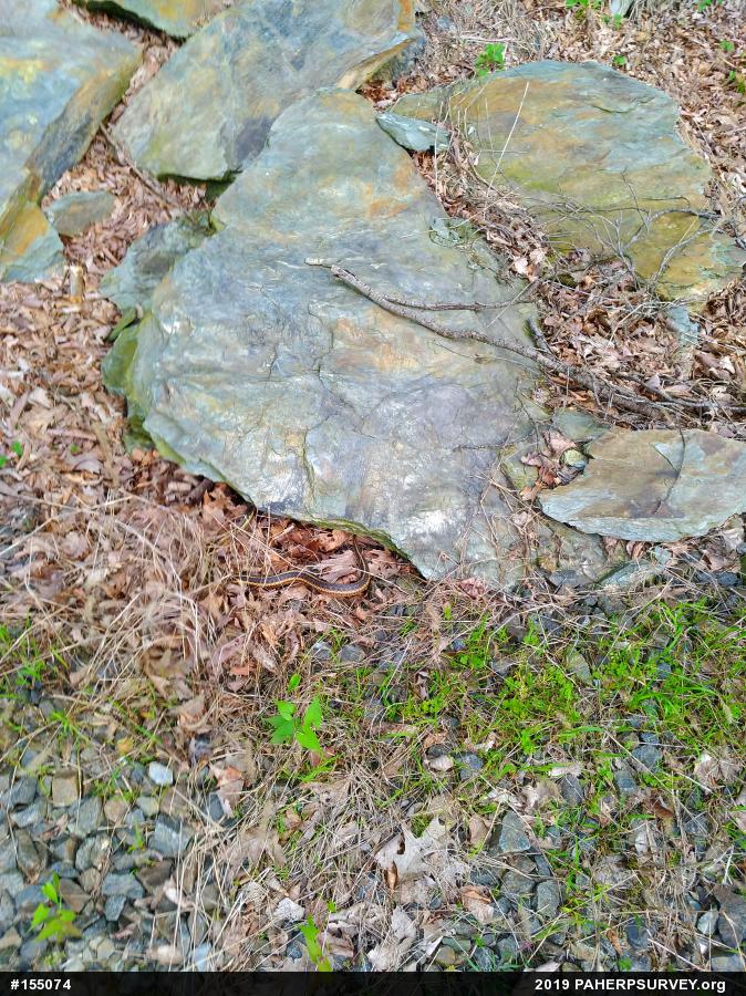 Eastern Gartersnake