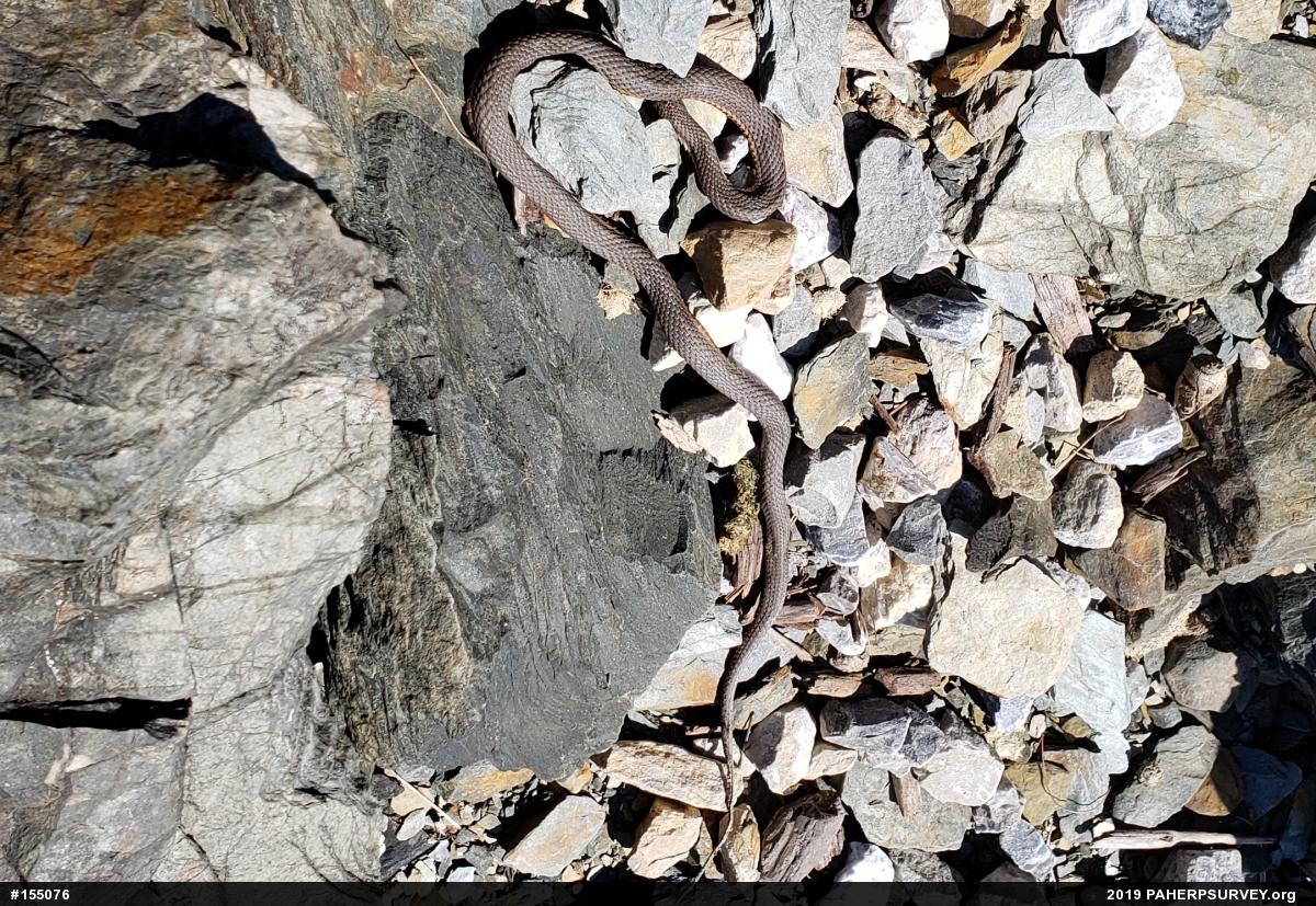 Queensnake