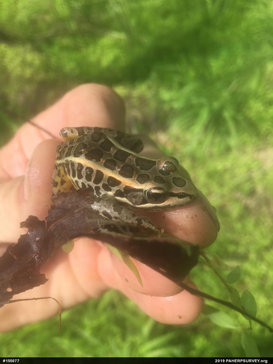 Pickerel Frog