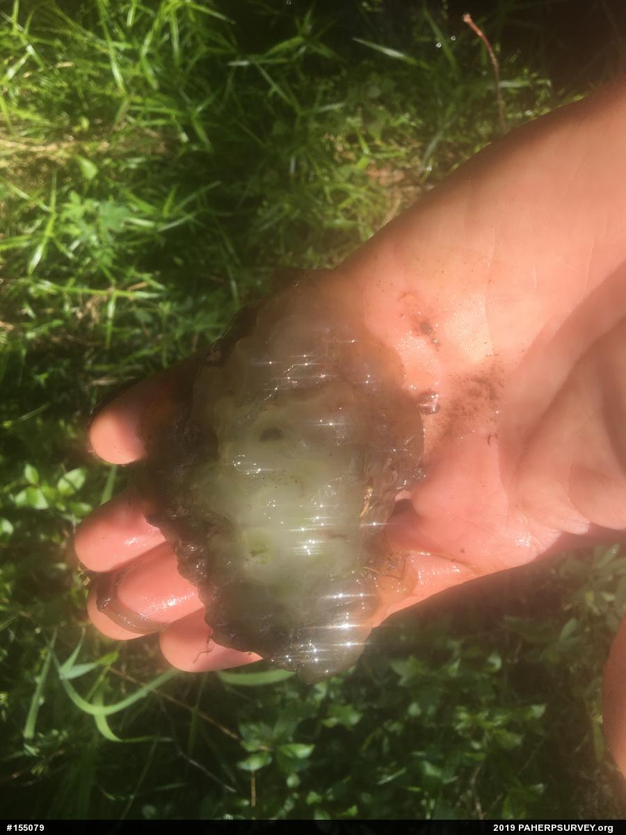 Spotted Salamander