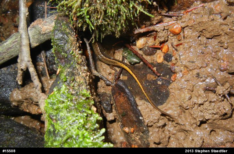 Northern Two-lined Salamander