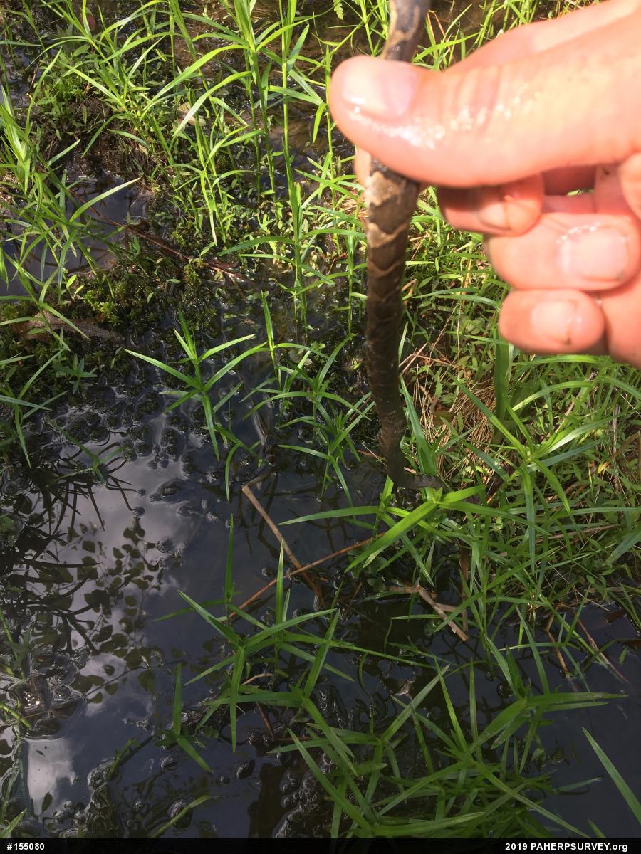 Northern Watersnake