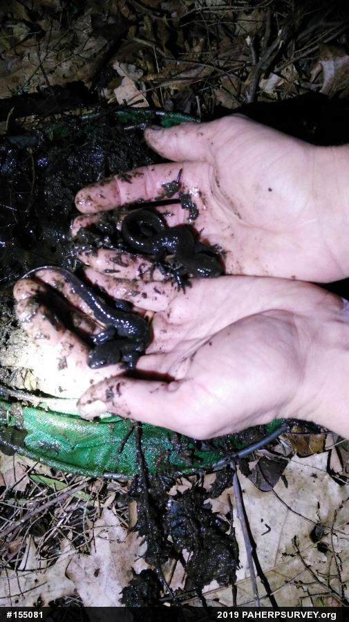 Jefferson Salamander