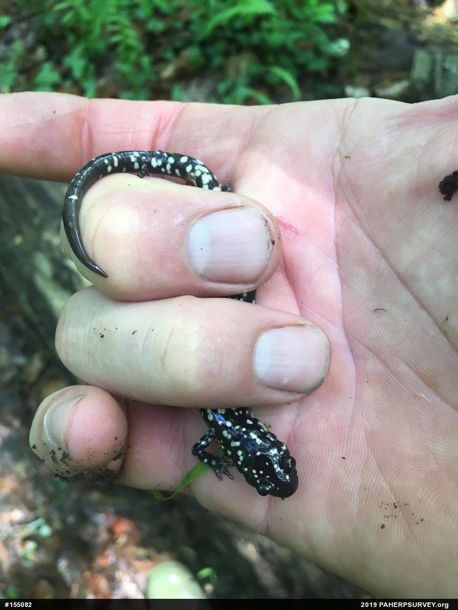 Northern Slimy Salamander