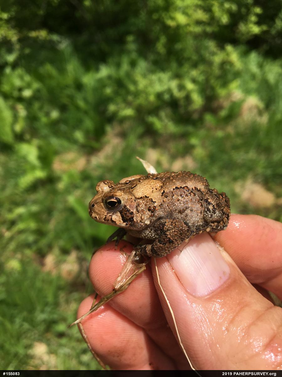 Eastern American Toad