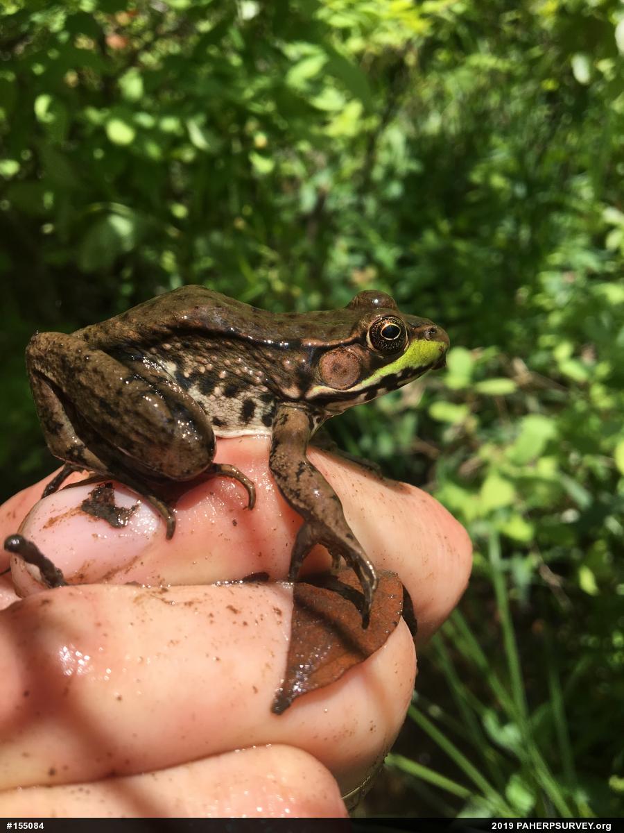 Green Frog