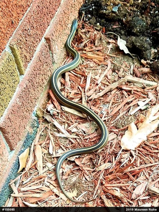 Eastern Gartersnake