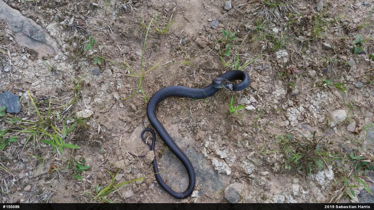 Northern Black Racer