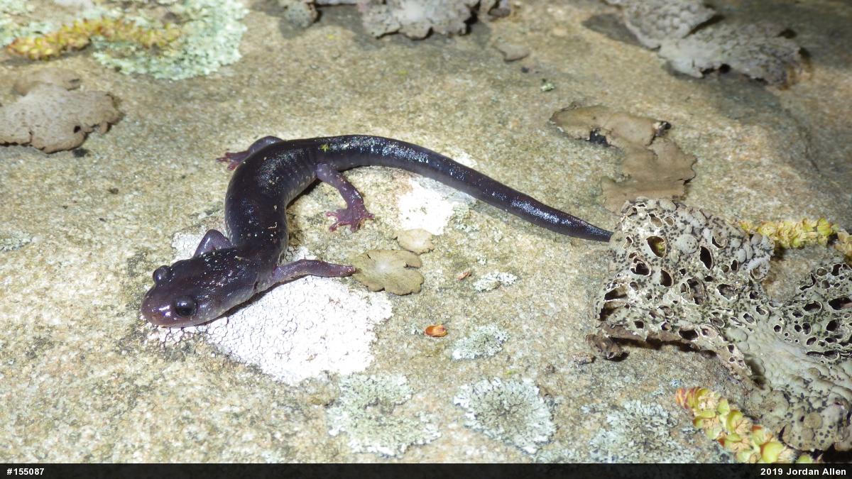 Wehrle's Salamander