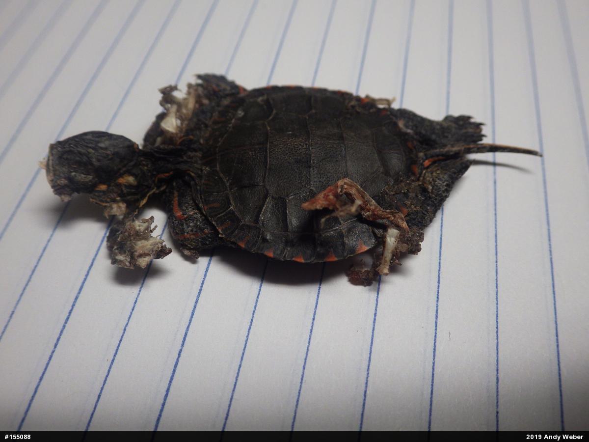 Painted Turtle