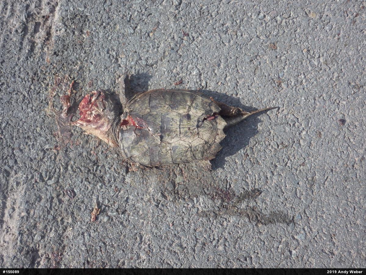 Snapping Turtle