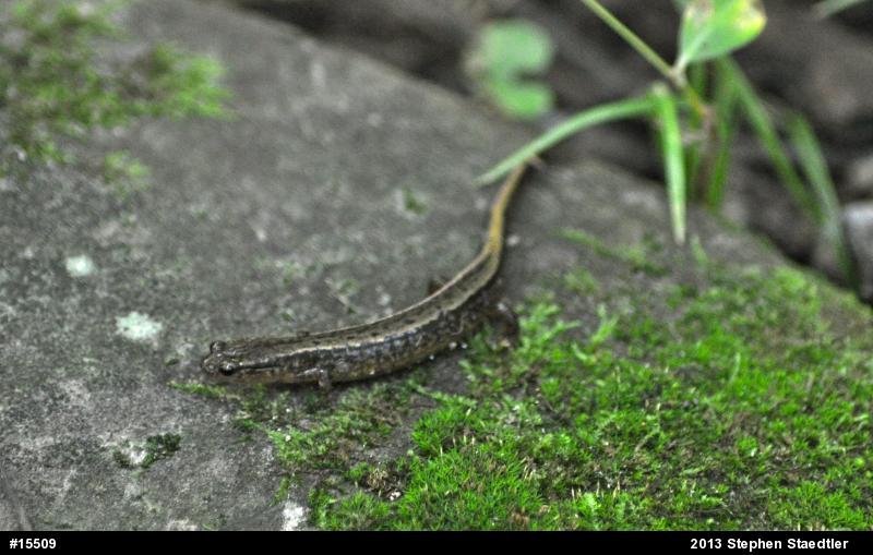 Northern Two-lined Salamander