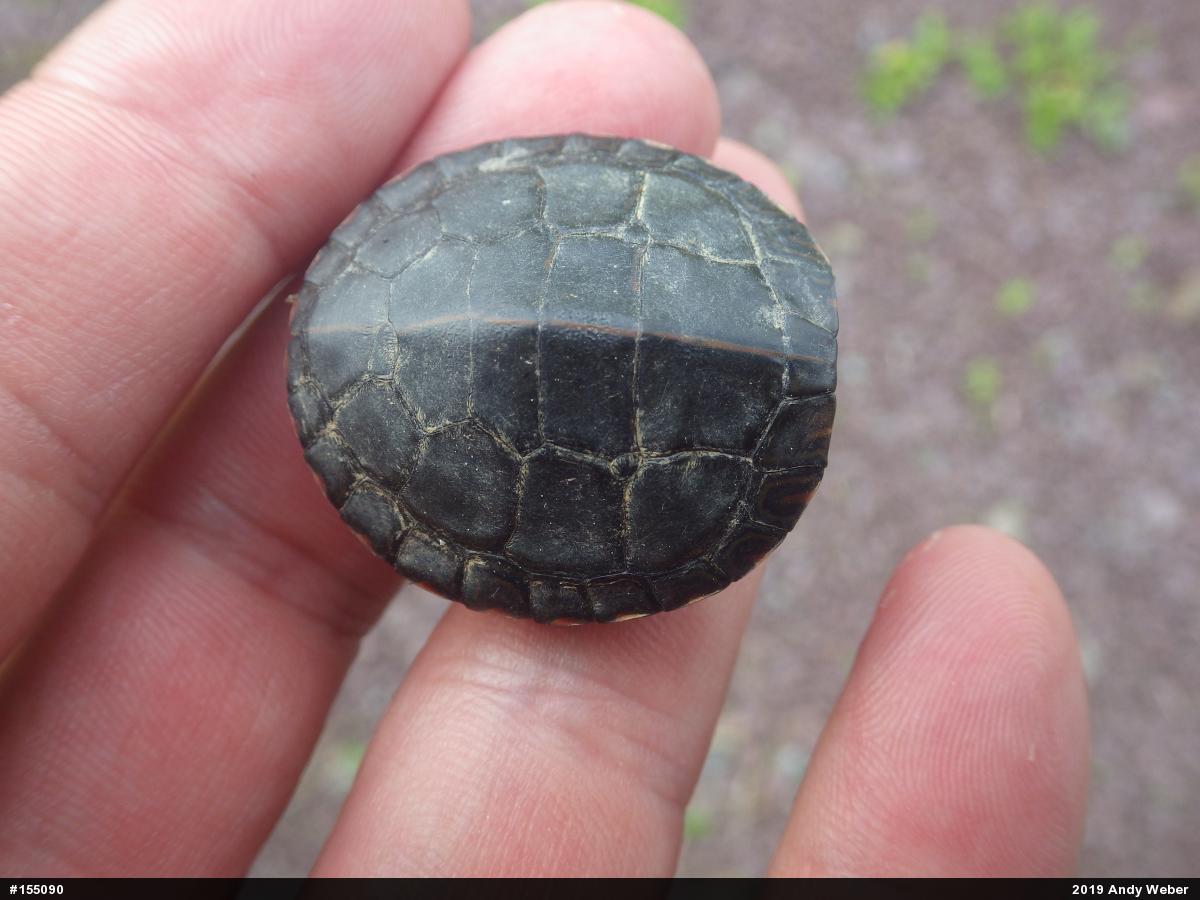 Painted Turtle