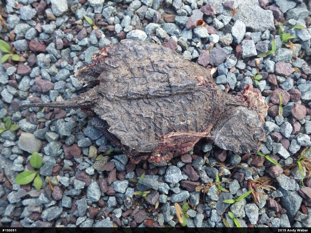 Snapping Turtle