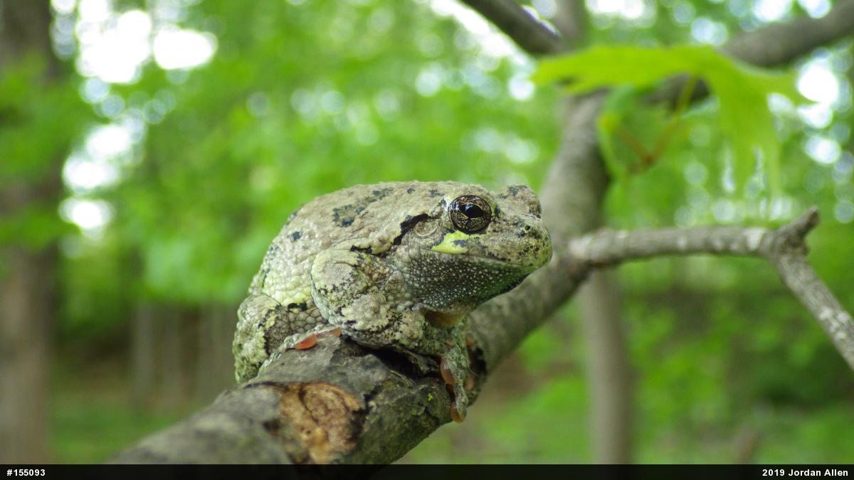 Unknown Gray Treefrog