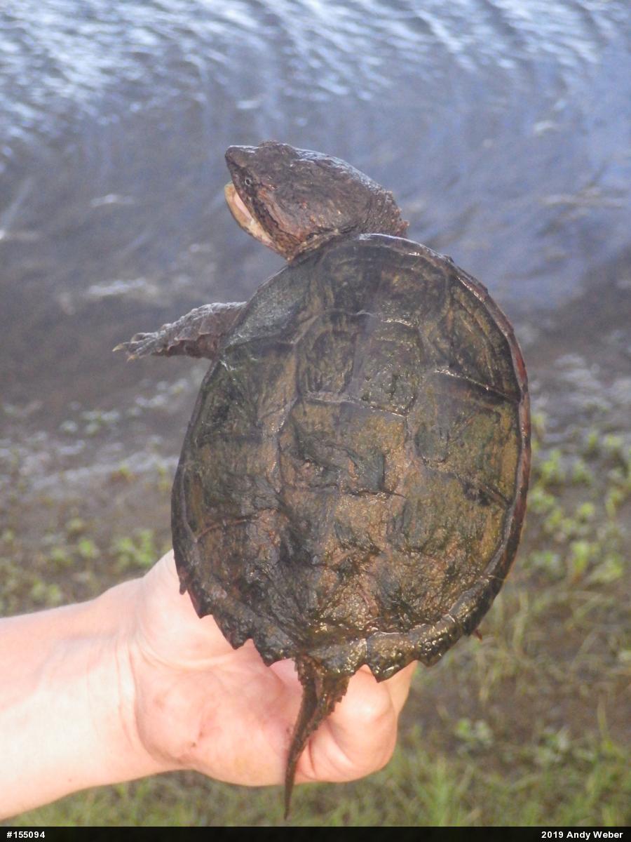 Snapping Turtle