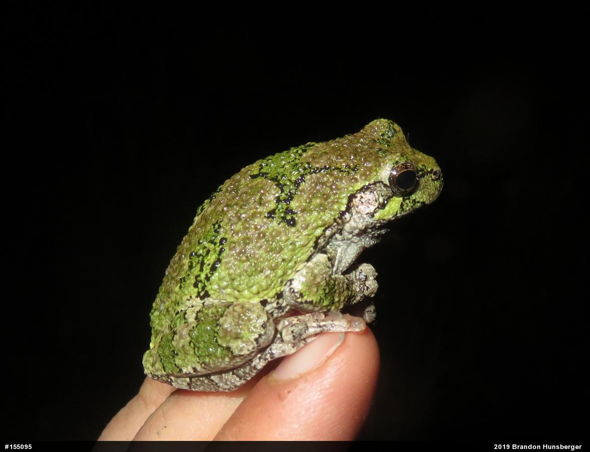 Unknown Gray Treefrog