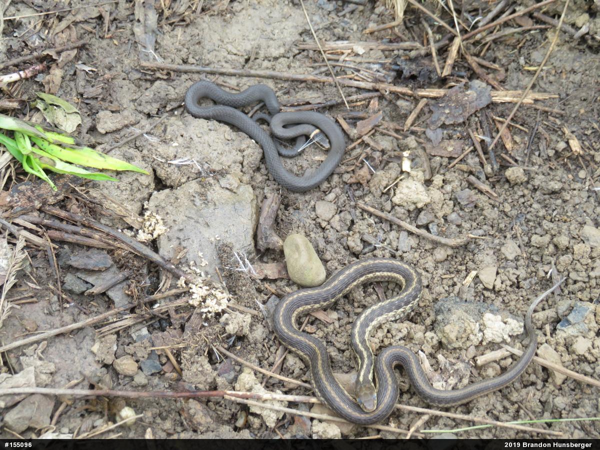 Northern Ring-necked Snake
